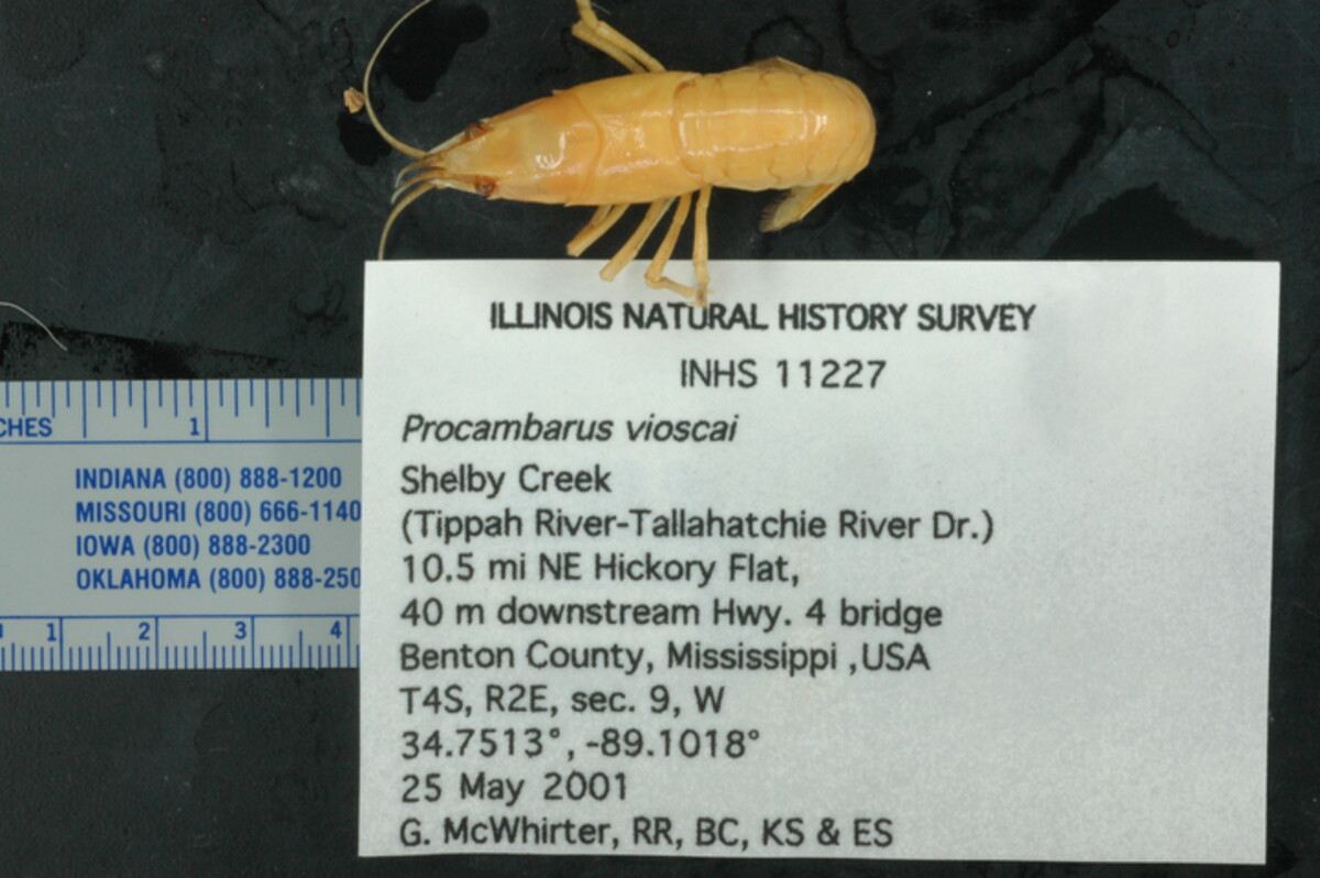 Procambarus vioscai image